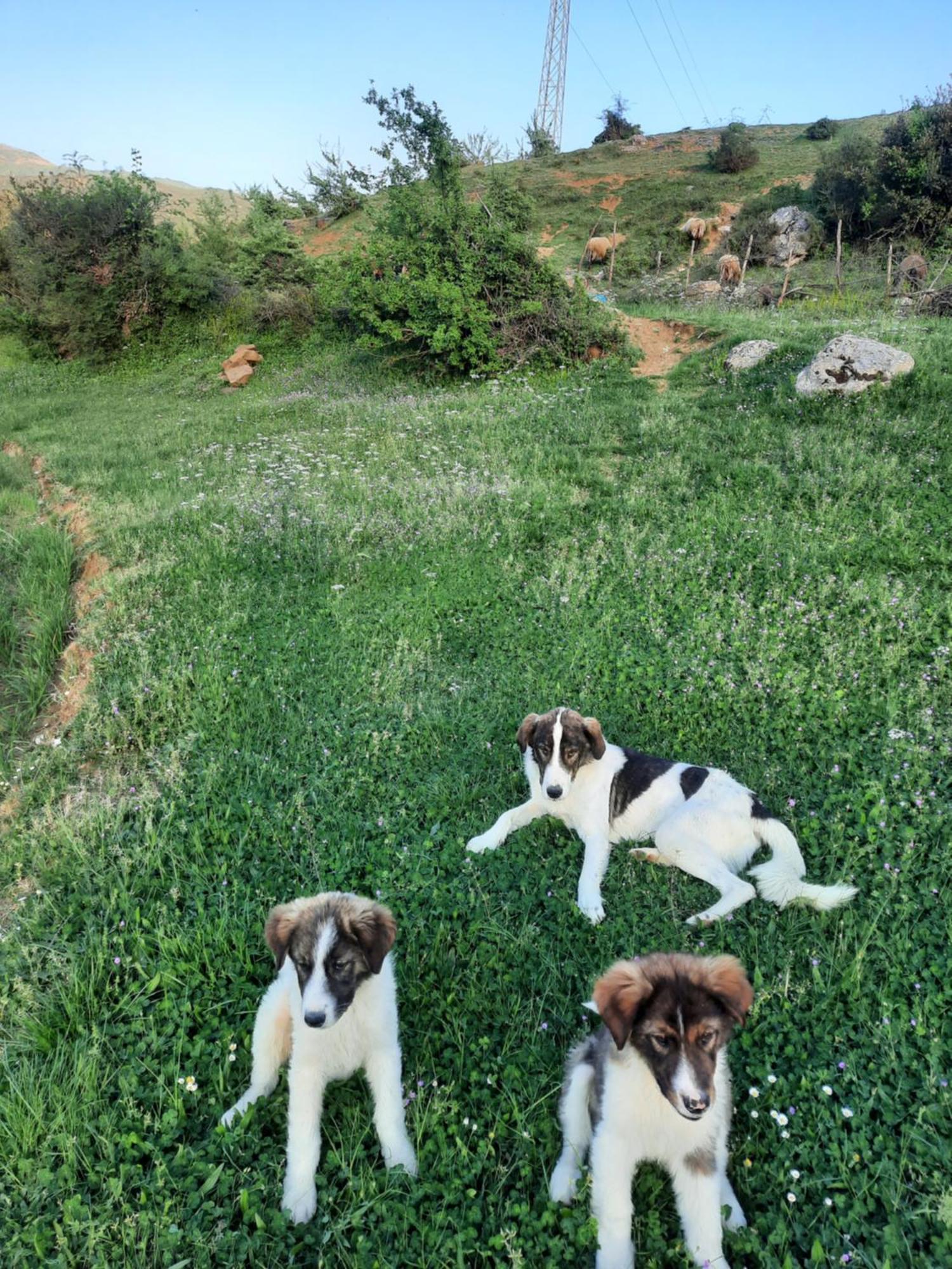 Bujtina Lugina E Vjoses Përmet Exterior foto